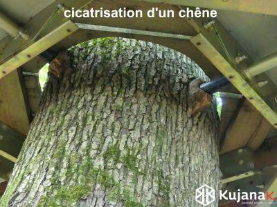 Bourelet cicatriciel chene st etienne logo site