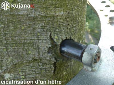 Bourrelet cicatriciel hetre st etienne logo site